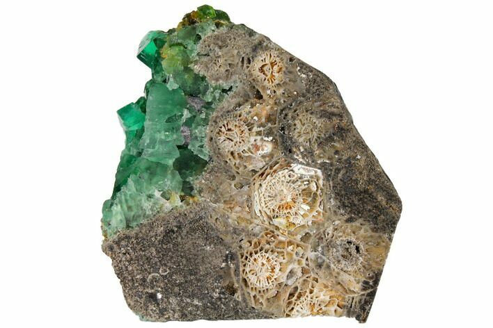 Fluorite and Galena on Fossil Coral (Actinocyathus) - Rogerley Mine #132988